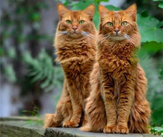 Кошки близнецы 