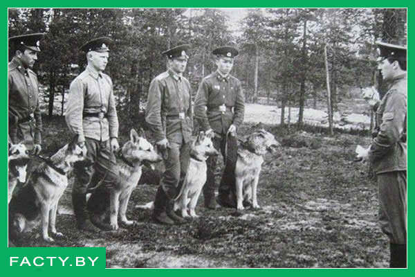 Служебные собаки в советское время