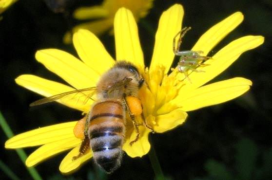 Пчела собирает нектар