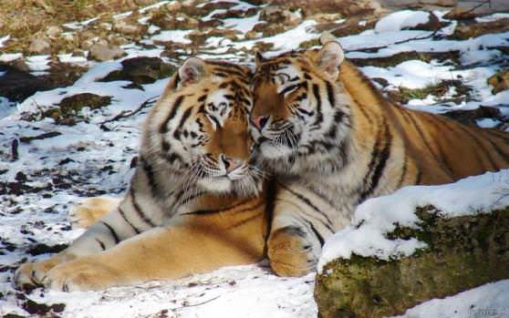 Даже тигры любят друг друг в день святого валентина сильней чем обычно