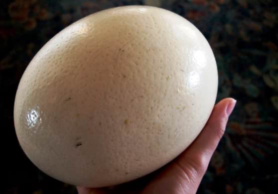 Огромное яйцо страуса