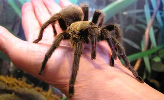 Ядовитый паук тарантул 