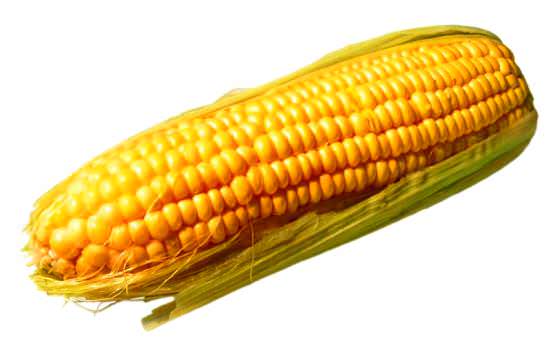 Ряды зёрен кукурузы