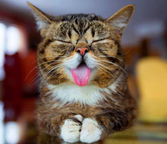 Веселый котенок показывает язык