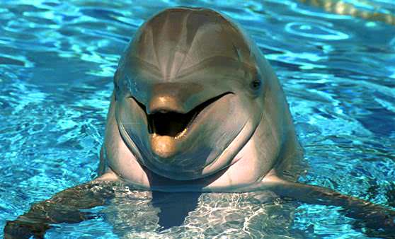 Дельфин который все слышит