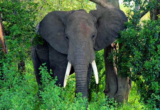 Слоны с огромными ушами