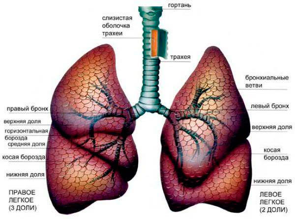 Строение лёгких человека 