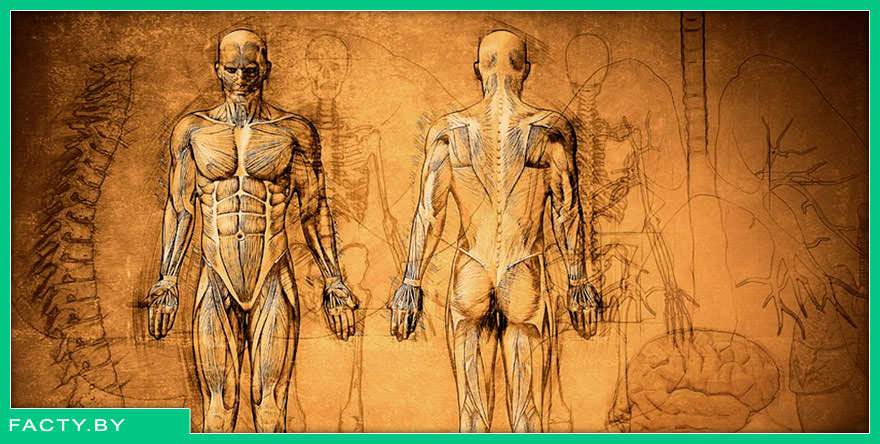 Интересные факты о мышцах, костях и скелете человека