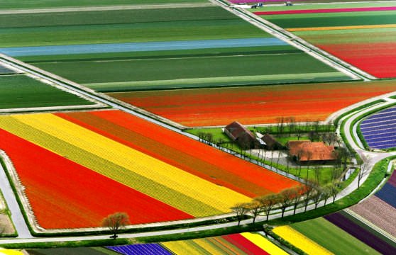 Нидерланды - основной поставщик всех растений в мире