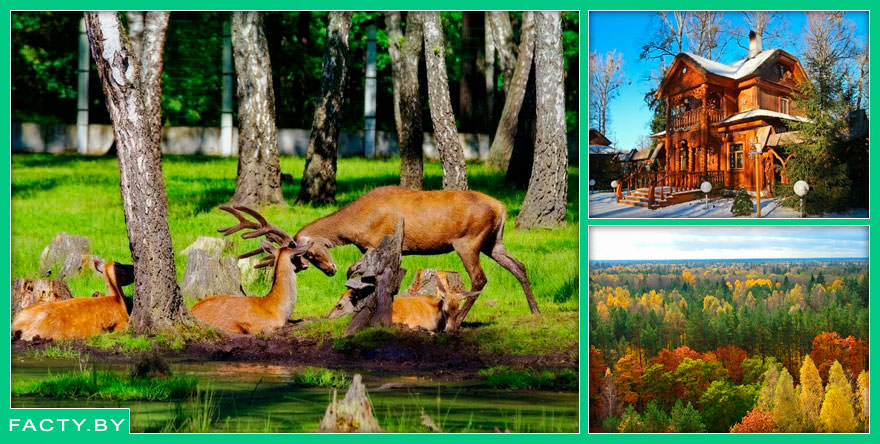 ТОП 5 лучших мест для охоты в Беларуси