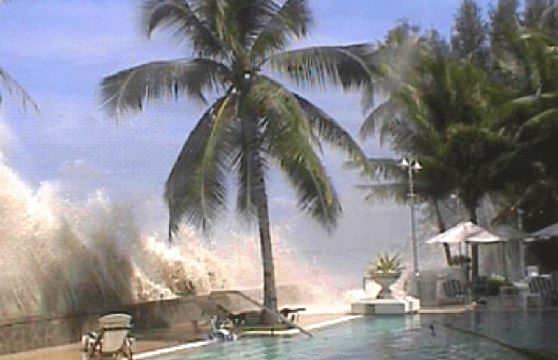 Пальмы выжившие после цунами 