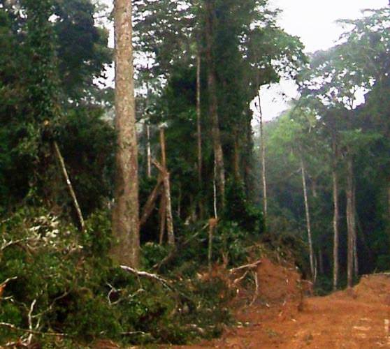 Редкие виды флоры и фауны в лесах Конго 