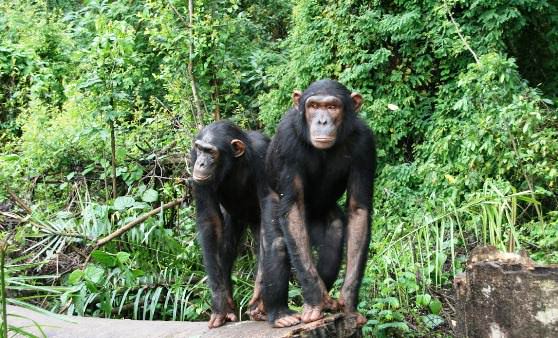 Обезьяны в национальном парке Конго - Рай для бонобо