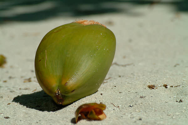 Спелый кокос упал на песок с пальмы Мальдивы