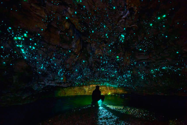 Новая Зеландия: Светящиеся пещеры Вайтомо-Глормор
