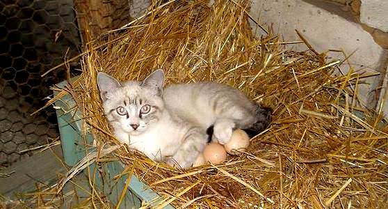 Кошка высиживает куриные яйца