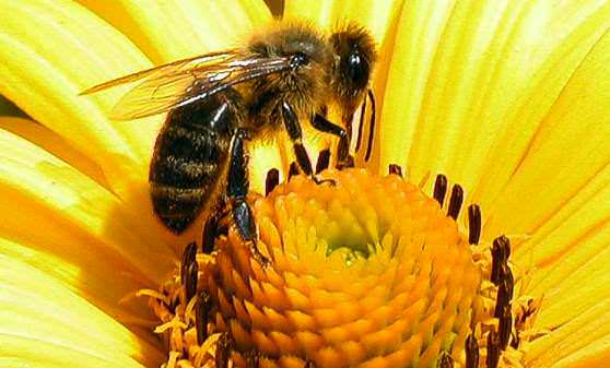 Пчела собирает нектар с цветка для меда