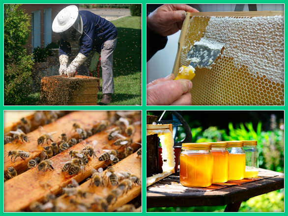 Процесс приготовления мёда на пасеке 