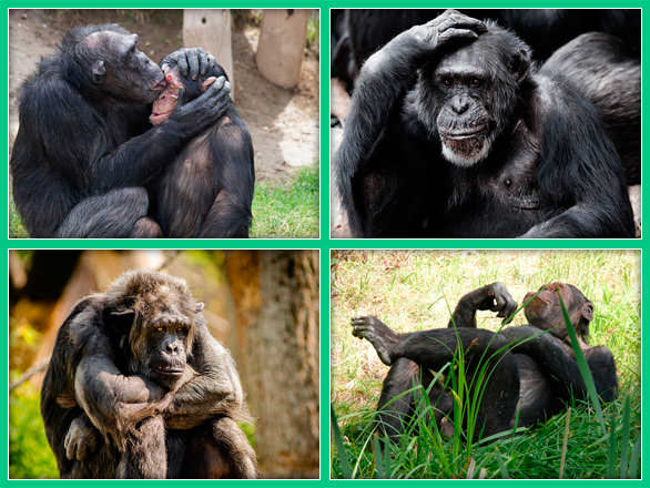 Умные обезьяны шимпанзе
