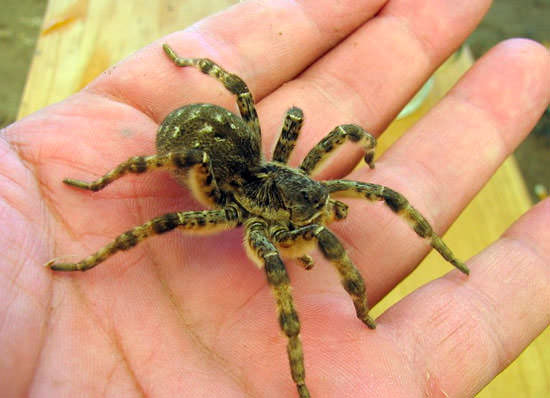 Лечебный паук из Африки