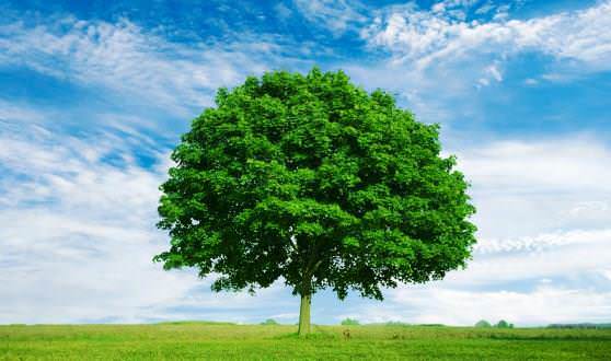 Дерево вырабатывает кислород