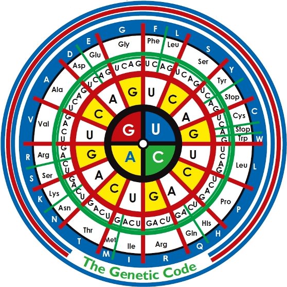 Карта генетического кода