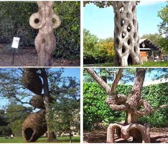 Интересные деревья необычных форм