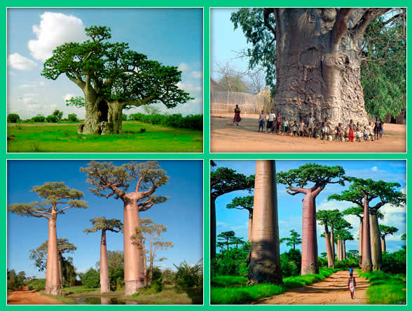 Огромные деревья баобабы 