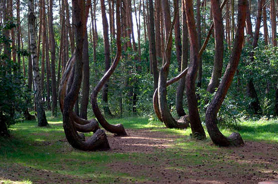 Лес с кривыми деревьями