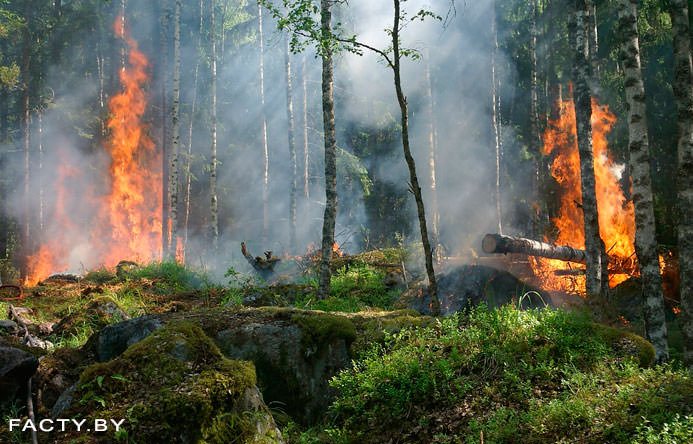 Пожары в лесу