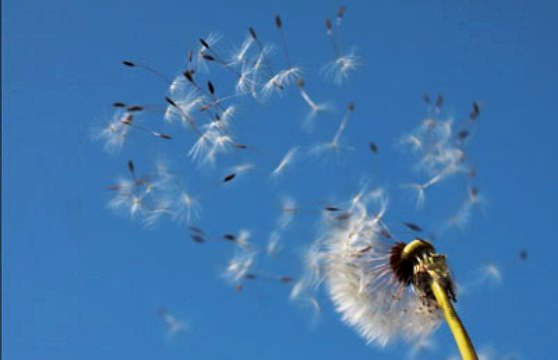 Одуванчик распыляет семена при помощи ветра