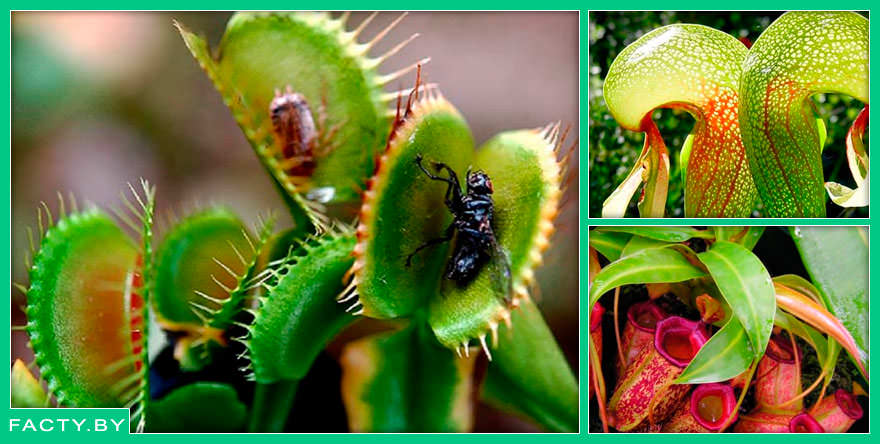 Растения, которые питаются животными и насекомыми