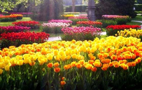 множество разнообразных цветов тюльпанов 