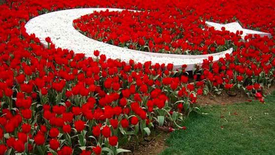 Турецкие тюльпаны Лале