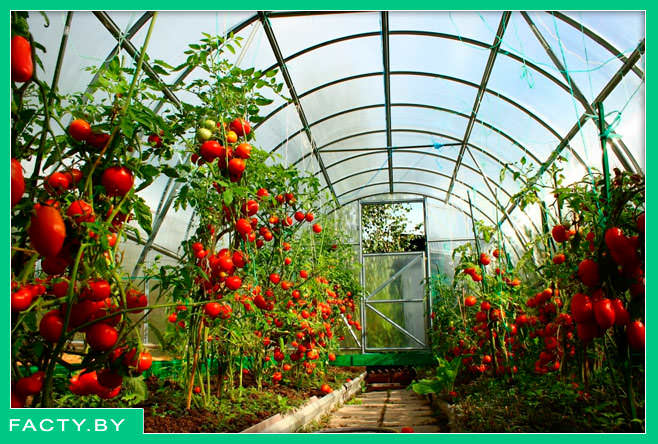 Выбор правильных семян томатов