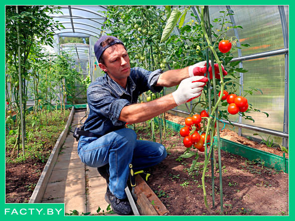 Советы для успешного томатного сада