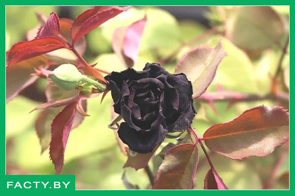 Чёрная роза
