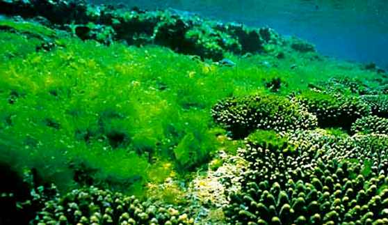 Подводные водоросли выделяют кислород в больших количествах