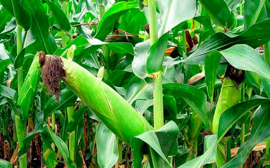 Кукуруза початок в поле