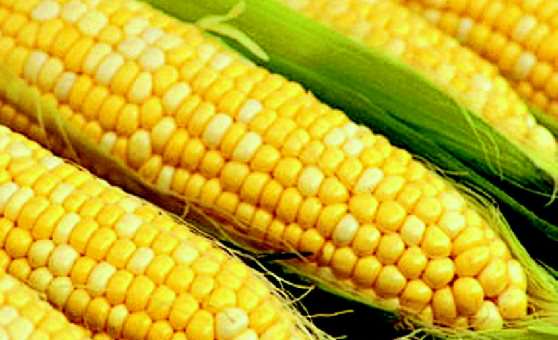 Кукуруза содержит много витаминов 