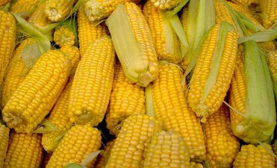 Кукуруза восполняет дефицит витаминов