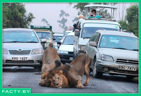 пробка на дороге из за львов в Найроби 