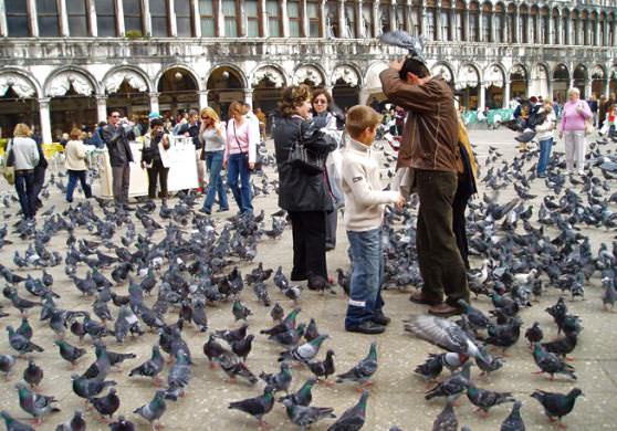 В Венеции много голубей
