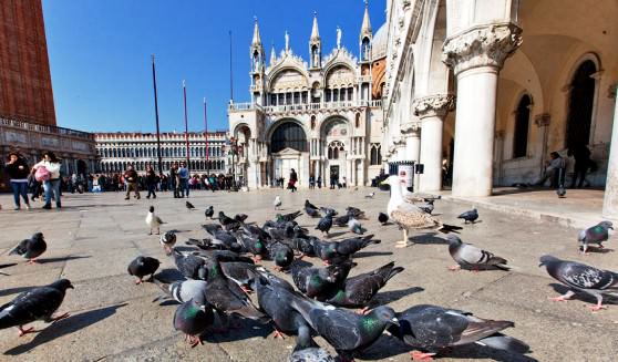 Голубей в Венеции можно кормить специально купленными семенами
