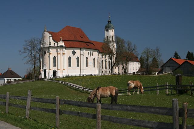Мирно гуляющие коровы у церкви в Обераммергау