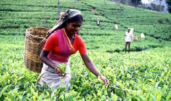 Женщина домохозяйка на острове Шри-Ланка собирает урожай 