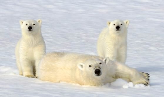 Белые медведи в Северном Ледовитом Океане