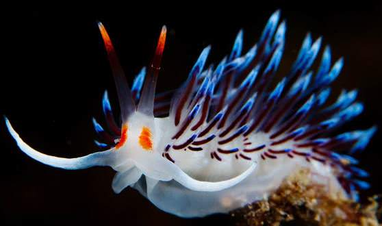 животный подводный мир Тихого океана 