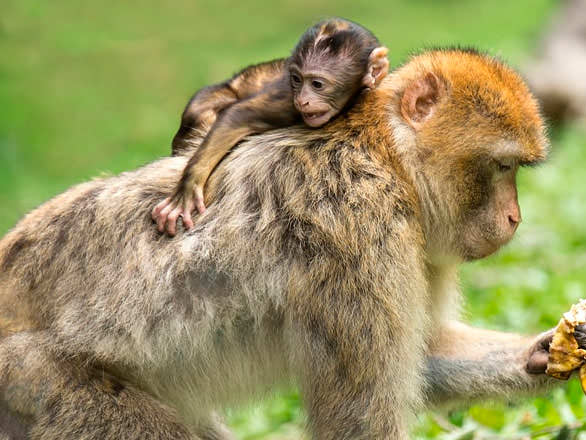 Мама шимпанзе несет своего ребенка