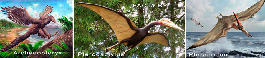 Летающие ящеры  Archaeopteryx, Pterodactylus, Pteranodon